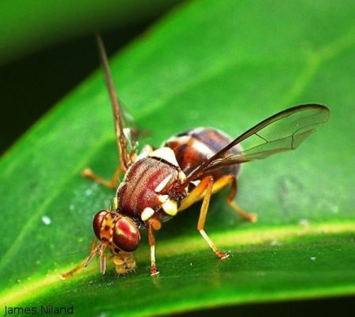 Queensland fruit fly biostim